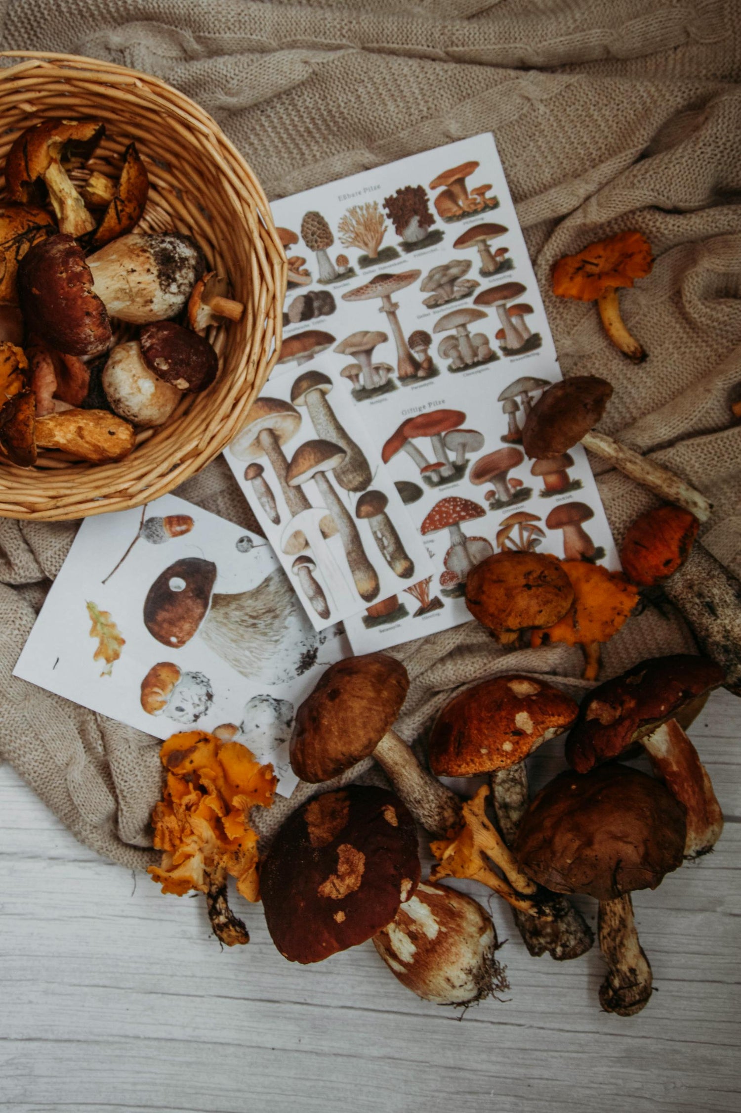 Homeschooling The Fall - Our Favorite Study Units, Crafts, Food, Science and More